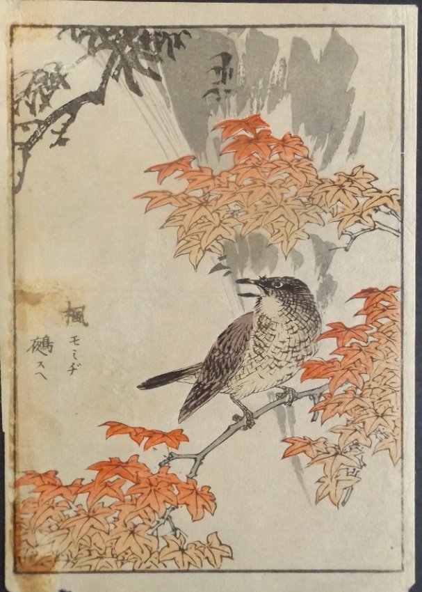 Yukoku Matsui, Scaly Thrush, 1st print, 1901: "Scaly Thrush", by Yukoku Matsui, from the Kotori no negura, "Birds and Flowers." This is an authentic first woodblock print created and published by Unkindodo, Kyoto in 1901, Meiji Era. Yukoku Matsui