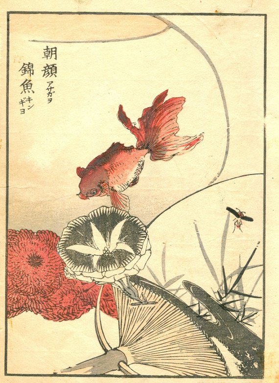 Yukoku Matsui, Goldfish, Morning Glory 1stPrint 1903: Antique Japanese color Woodblock print by Yukoku Matsui. "Goldfish and Japanese Morning Glory" an original woodblock print from the Kotori no negura, published by Unkindodo, Kyoto in 1903, Meiji Era 3