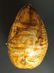 Vintage Hawaiian Tiki Head Carved Coconut Shell - 8