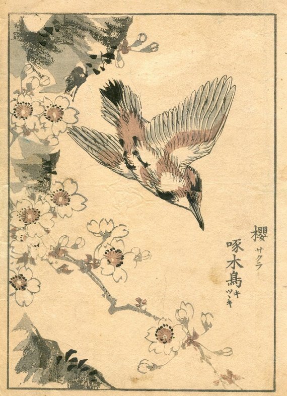 Yukoku Matsui, Cherry and Pygmy Woodpecker, 1901: "Cherry and Pygmy Woodpecker", by Yukoku Matsui, from the Kotori no negura, "Birds and Flowers." This is an authentic first woodblock print created and published by Unkindodo, Kyoto in 1901, Meiji Era