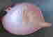 item-104005308=5