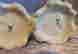 item-130254705=8