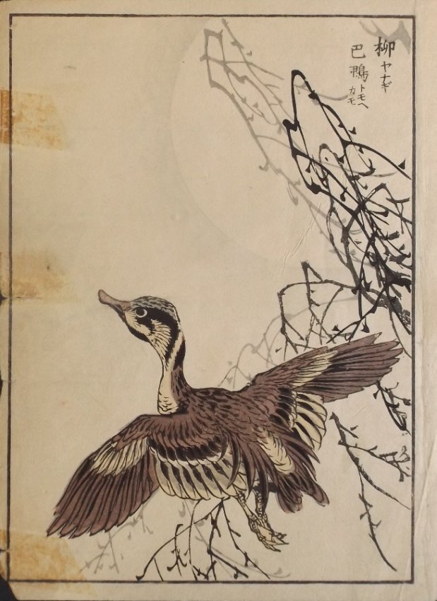 Yukoku Matsui, Baikal Teal, 1st Woodblock Print 1901 Meiji Era: "Baikal Teal" by Yukoku Matsui, from the Kotori no negura, "Birds and Flowers." This is an authentic first woodblock print created and published by Unkindodo, Kyoto in 1901, Meiji Era. Antique woodblo