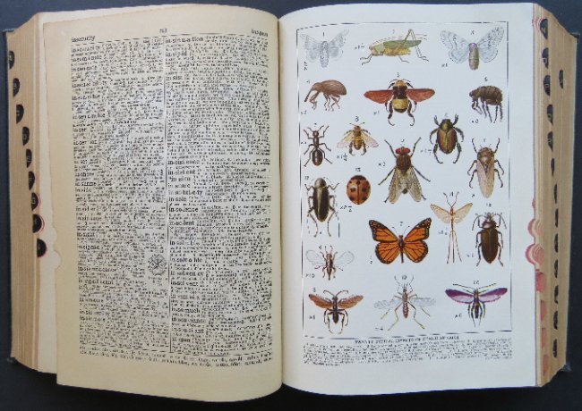 Winston Universal Reference Library 1935 Ed., 3000 illustrations (1 of 16)