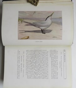 Bailey, Birds of Virginia, 1913, 1st Edition, 150 illustrations, 14 Color Plates