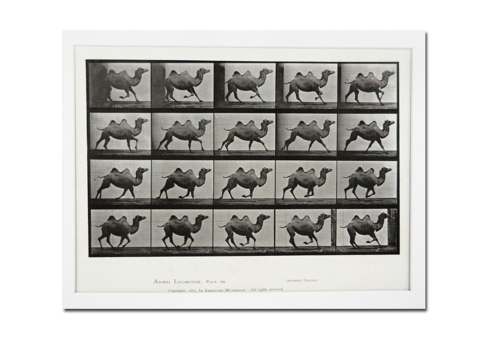 Eadweard Muybridge 1887 Original Collotype "Camel Galloping" Plate 739 (1 of 2)