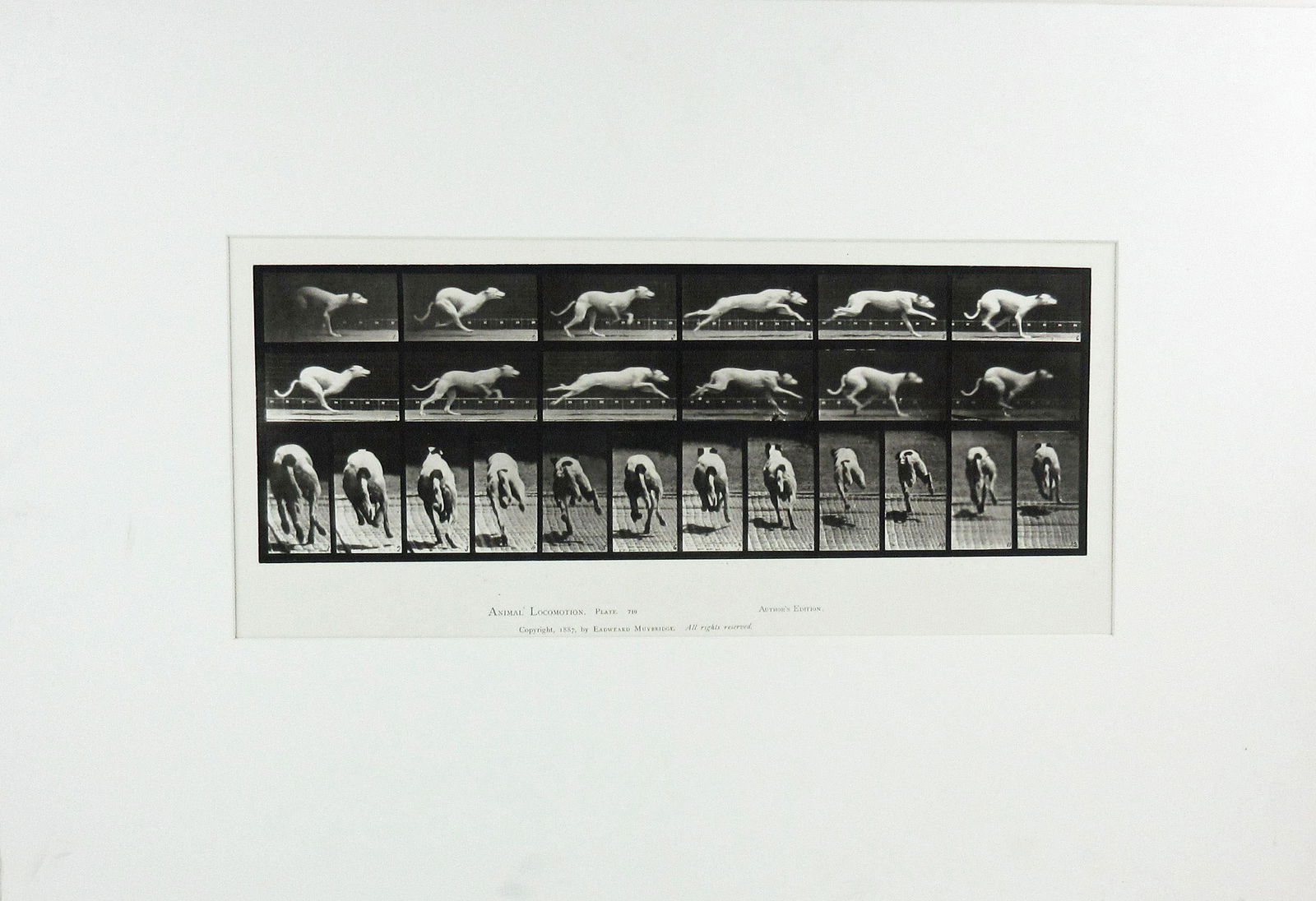 Eadweard Muybridge 1887 Original Collotype "Hound Sprinting" Plate 710 (1 of 3)