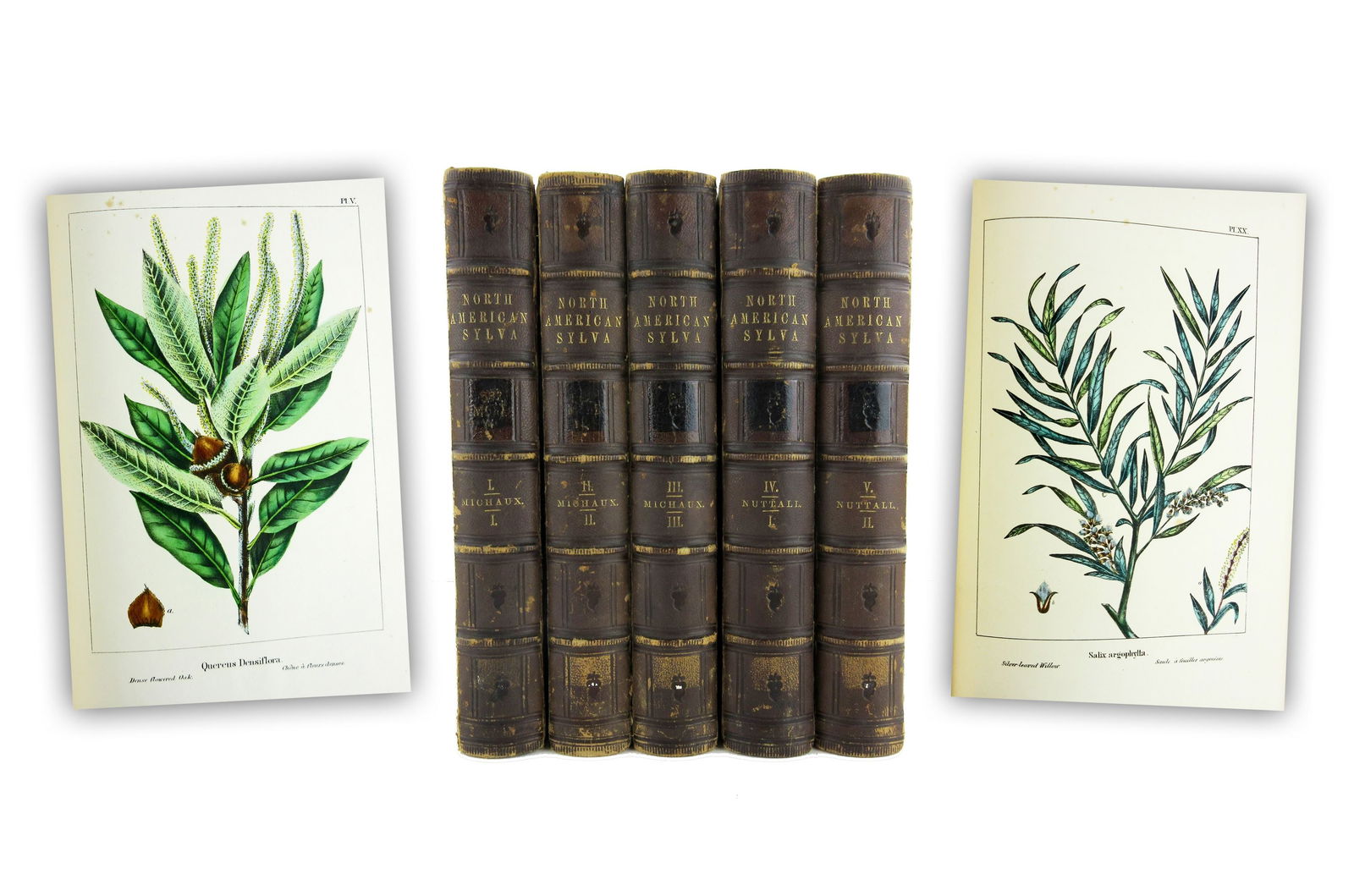 The North American Sylva, Michaux and Nuttall, 1871, Five Volumes (1 of 11)