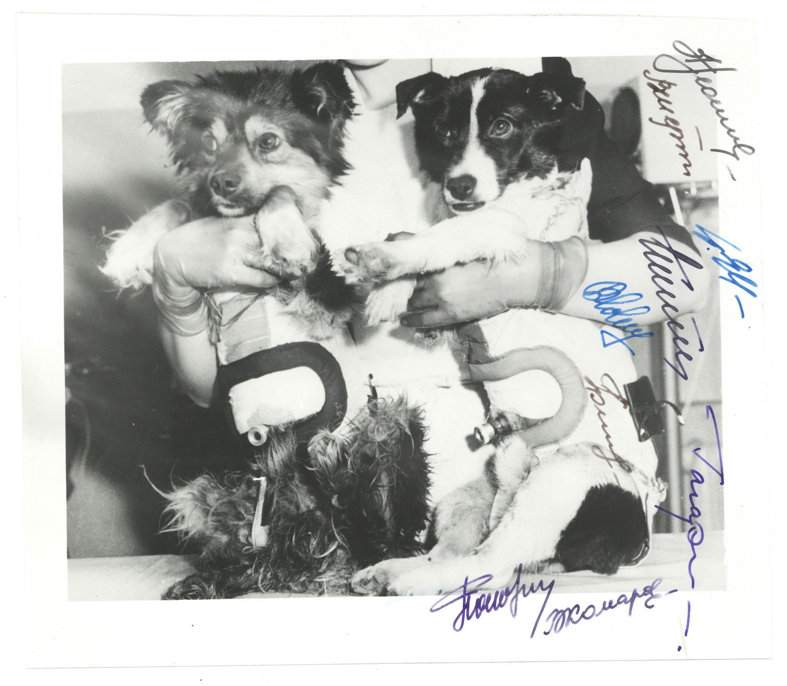 Seven Cosmonauts Signed Photo of First Dogs in Space, Veterok and Ugolyok! (1 of 1)