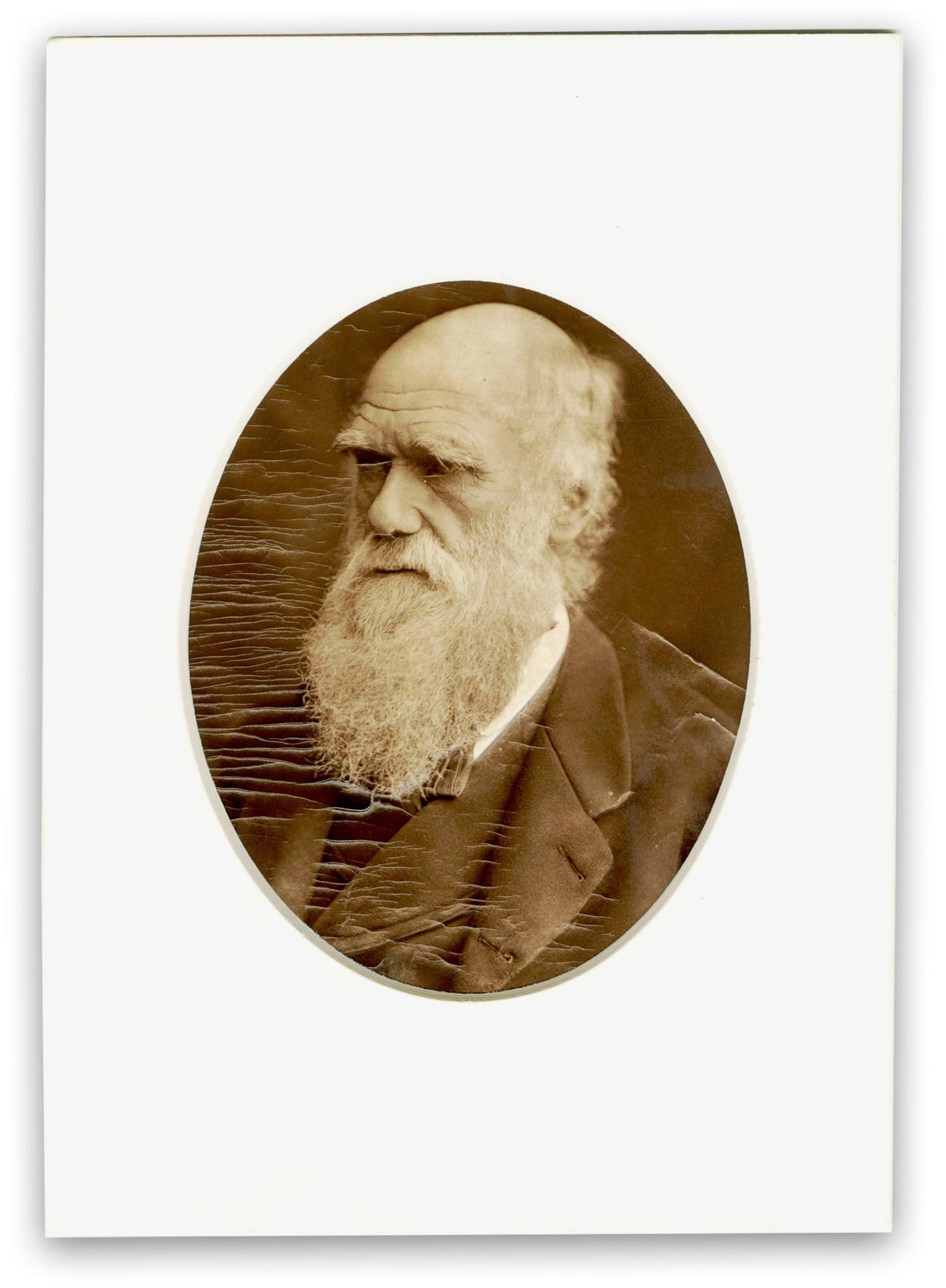 Charles Darwin in 3D! Embossed Albumen Photograph After Lock & Whitfield, Ex. Karsh Estate: Charles Darwin n.p., n.d. [ca. 1877] Charles Darwin in 3D! Embossed Albumen Photograph After Lock & Whitfield, Ex. Karsh Estate Photograph A sepia-toned albumen photograph of Charles Darwin in