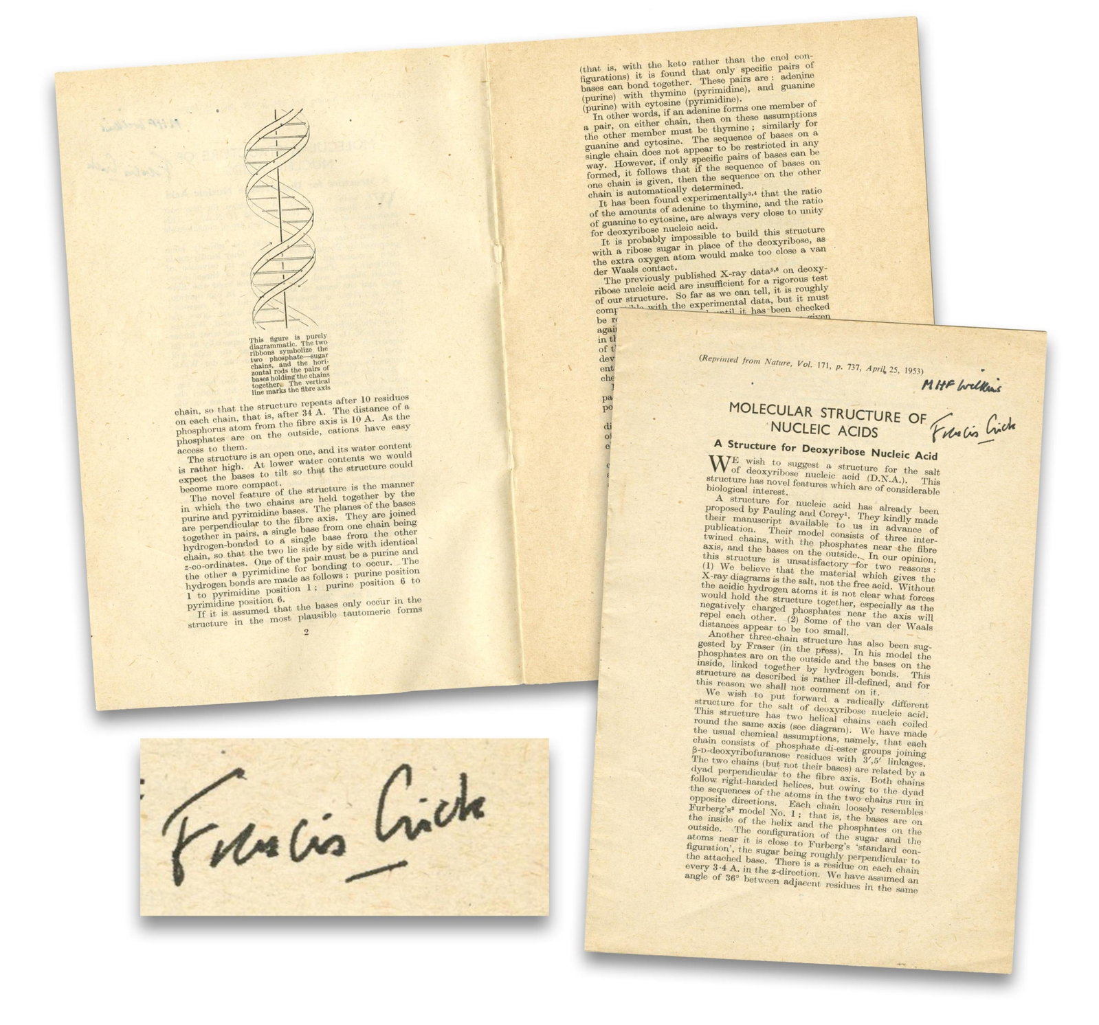 Execeptionally Scarce Offprint Announcing Crick & Watson's Double-Helix Model Signed by Crick, et: Francis Crick n.p., ca. 1953 Execeptionally Scarce Offprint Announcing Crick & Watson's Double-Helix Model Signed by Crick, et al. Signed Pamphlet/Booklet Francis Crick signed offprint, "Molecular
