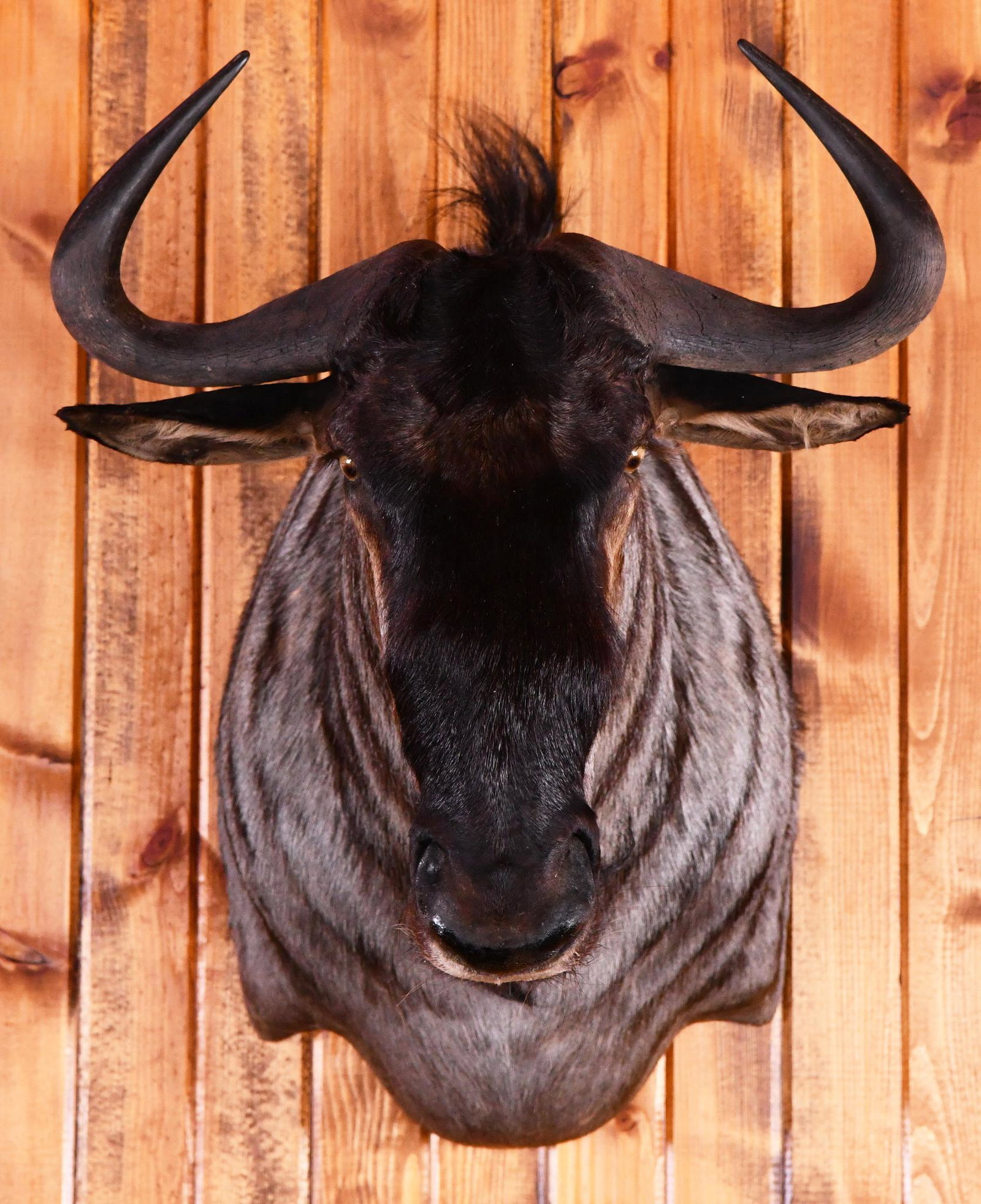 Wildebeest Taxidermy Mount: This piece is in good condition.