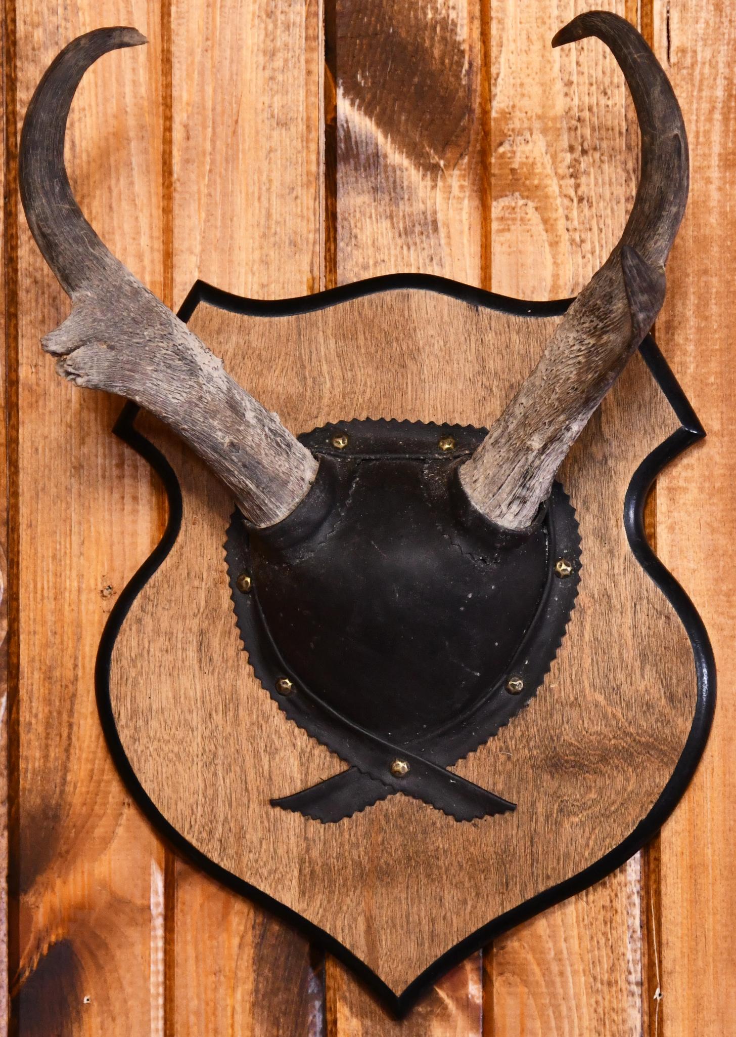 Pronghorn Antler Taxidermy Mount: This piece is in average condition.