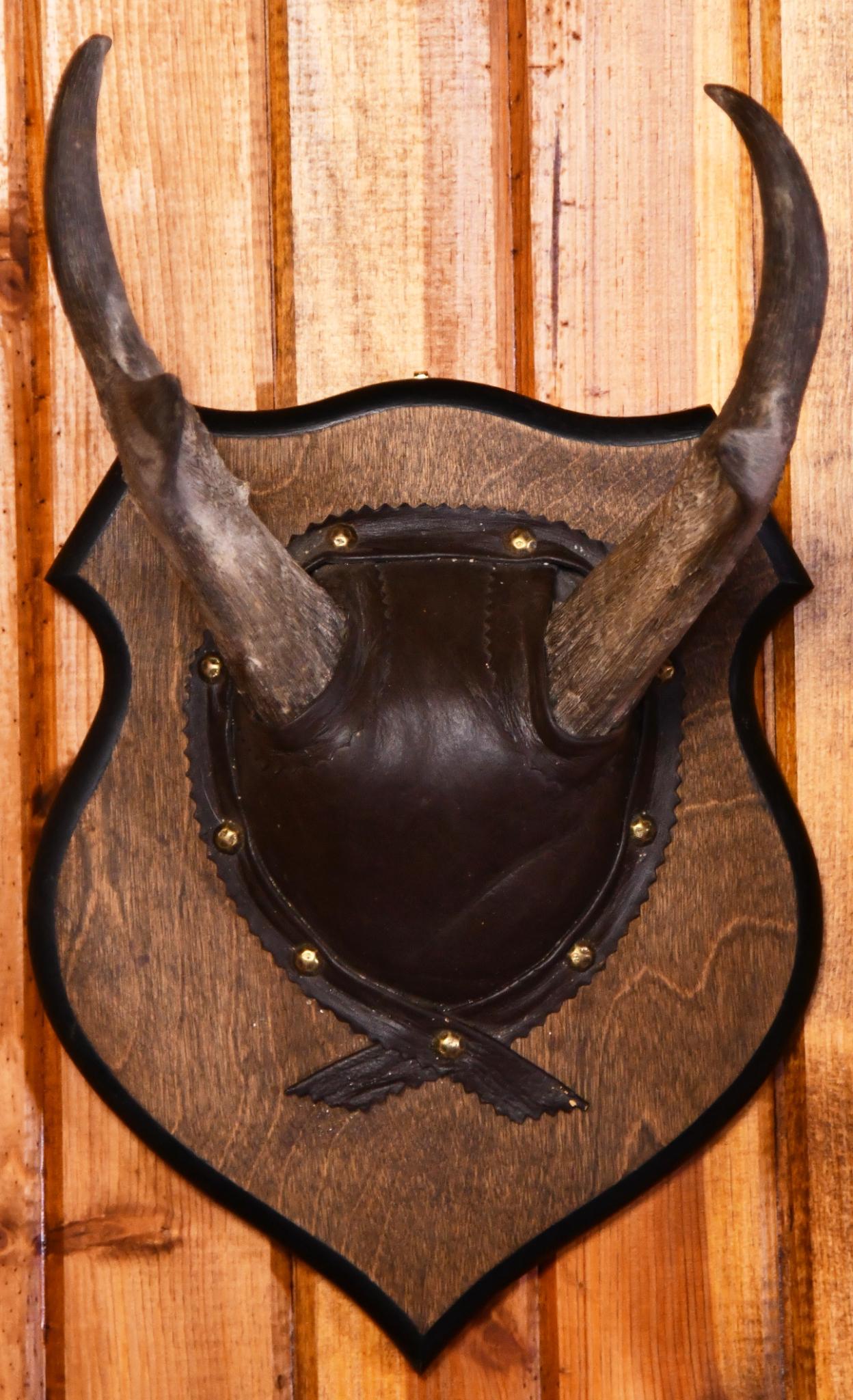 Pronghorn Antler Taxidermy Mount: This piece is in average condition.