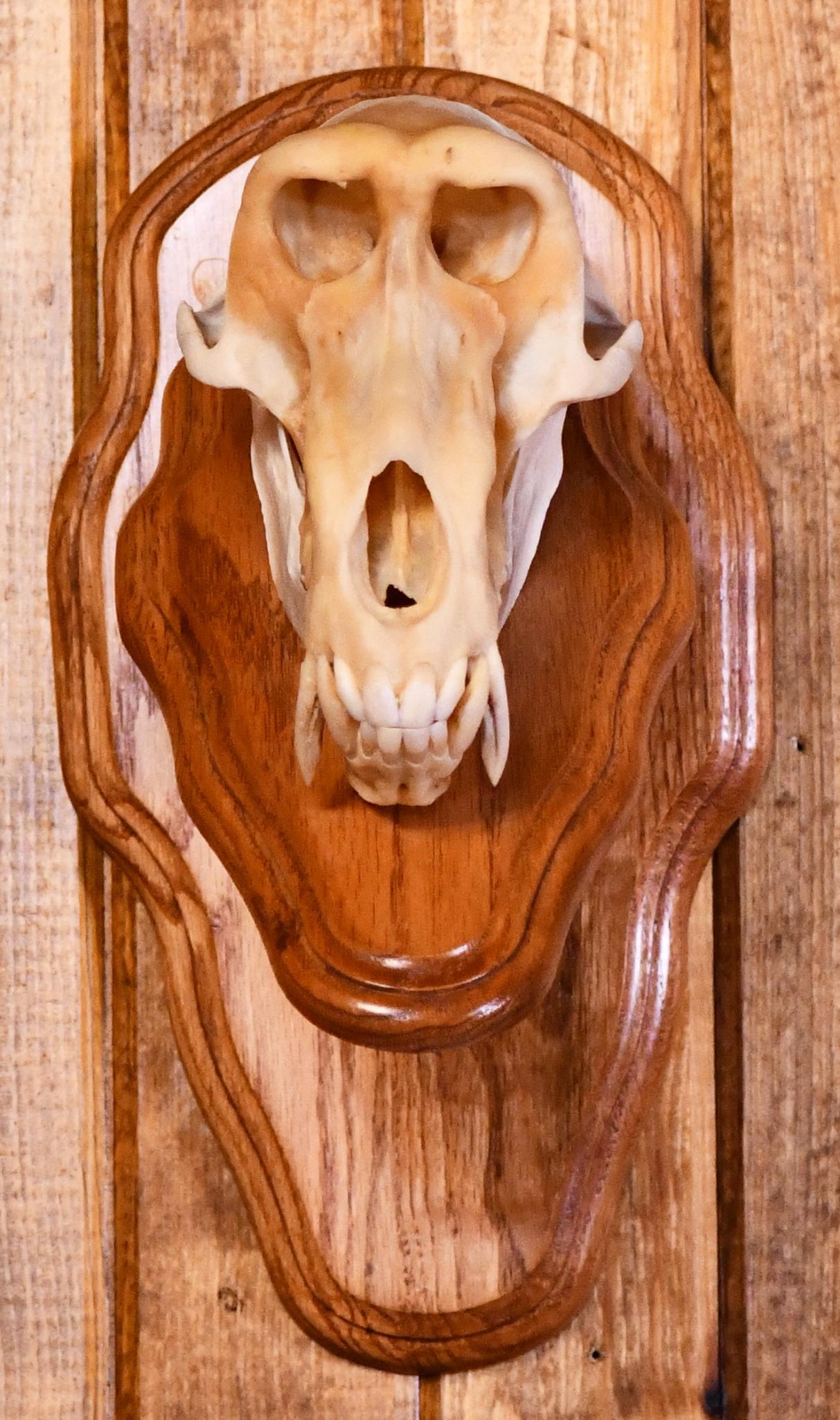 Baboon Skull Taxidermy Mount: This piece is in good condition.