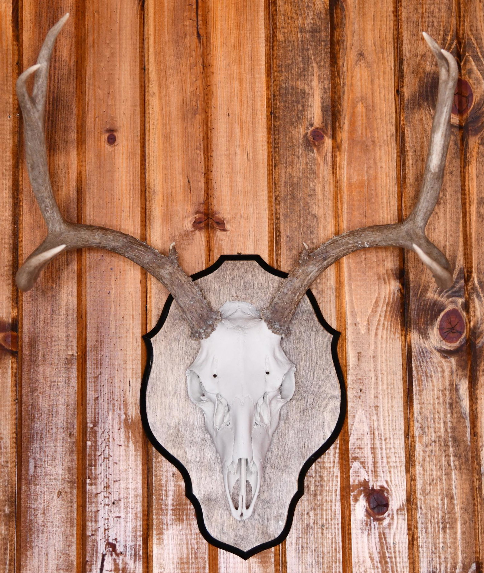 Whitetail Buck Taxidermy Antler Mount: This piece is in average condition.