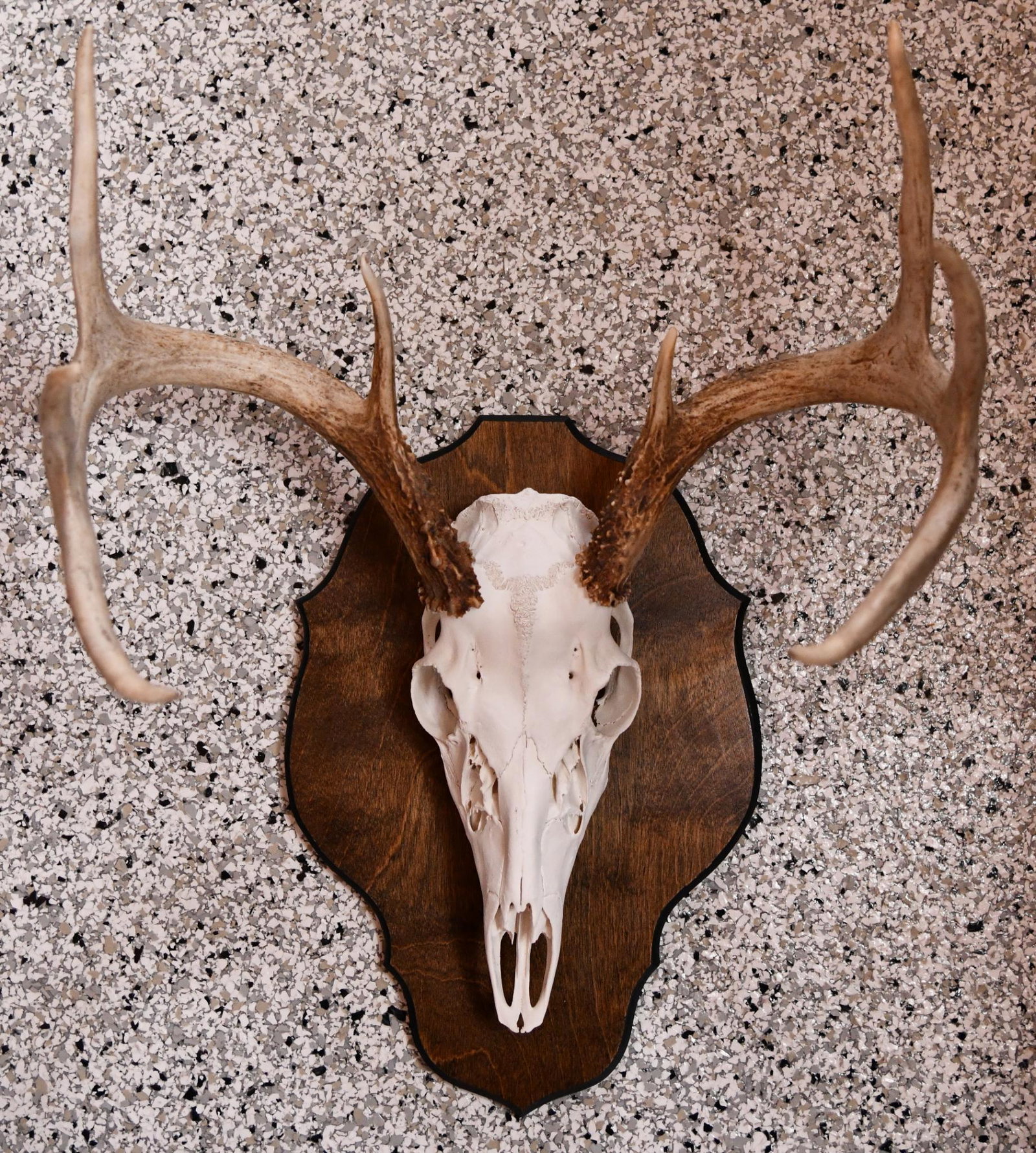 Whitetail Buck Taxidermy Antler Mount: This piece is in good condition.