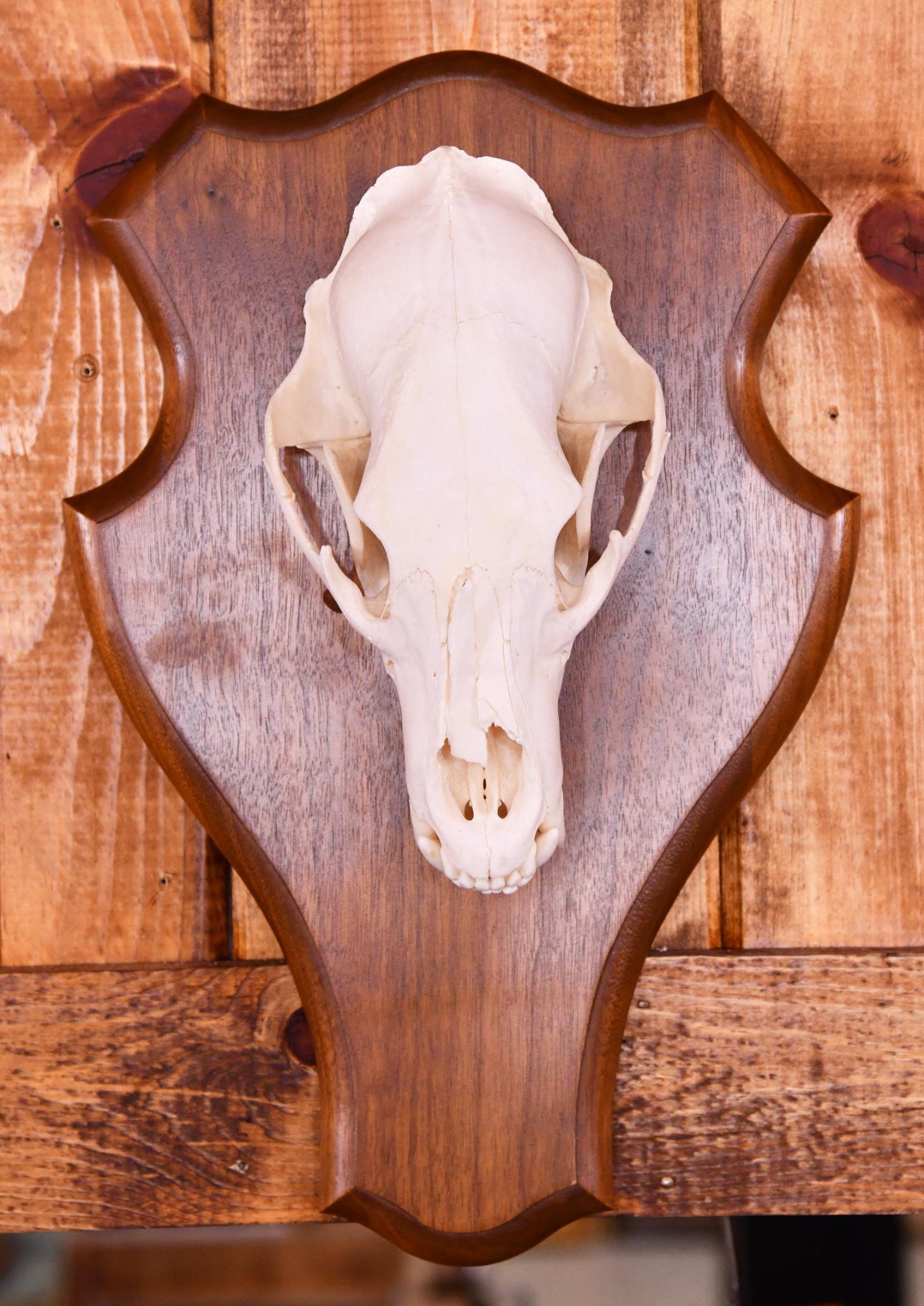 Coyote Skull Taxidermy Mount: This piece is in average condition.