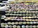 LARGE GROUP OF FLUORITE AND LABRADORITE AGATE BEADS - 8