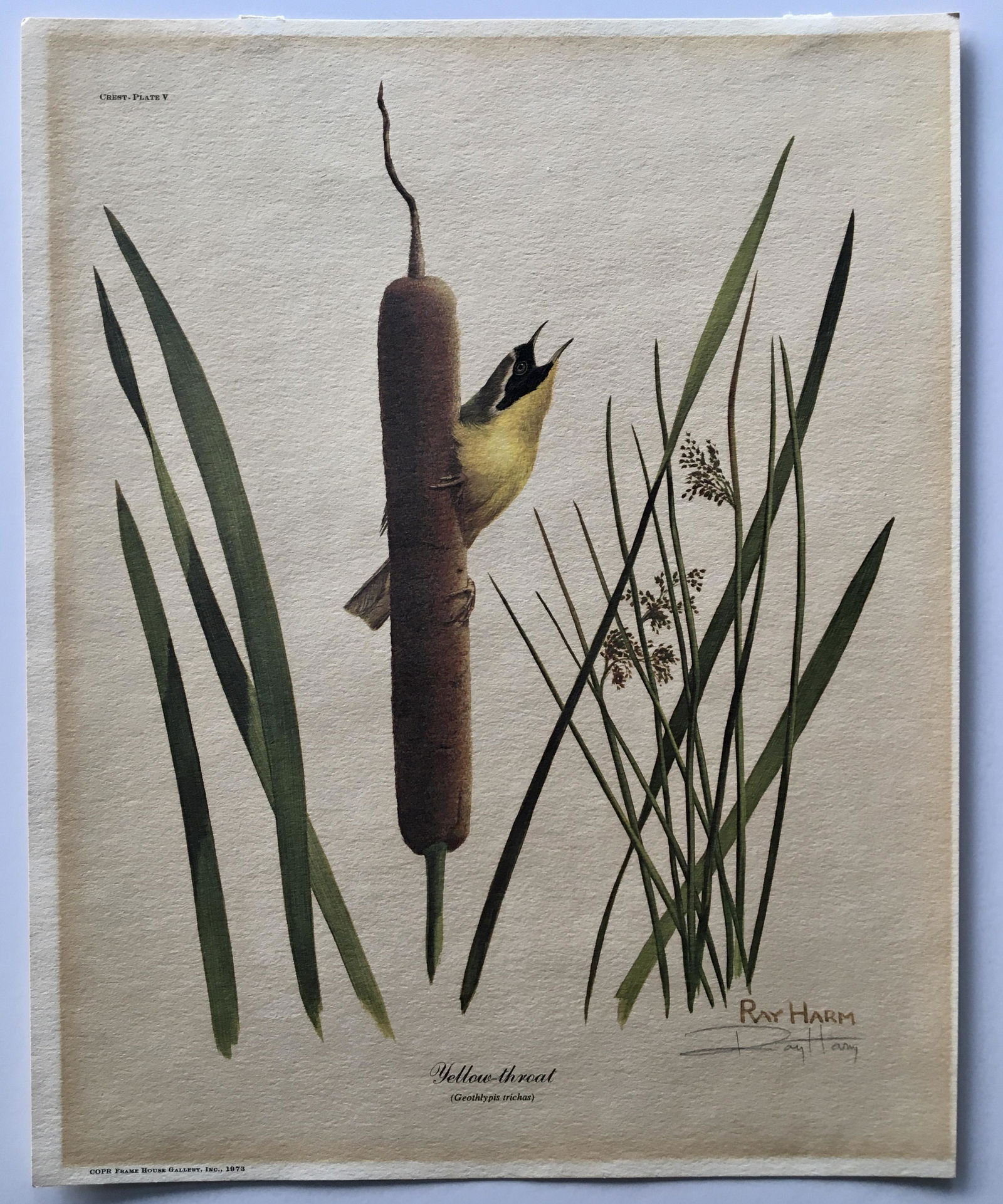 RAY HARM HAND SIGNED PRINT BIRD YELLOW THROAT (1 of 3)