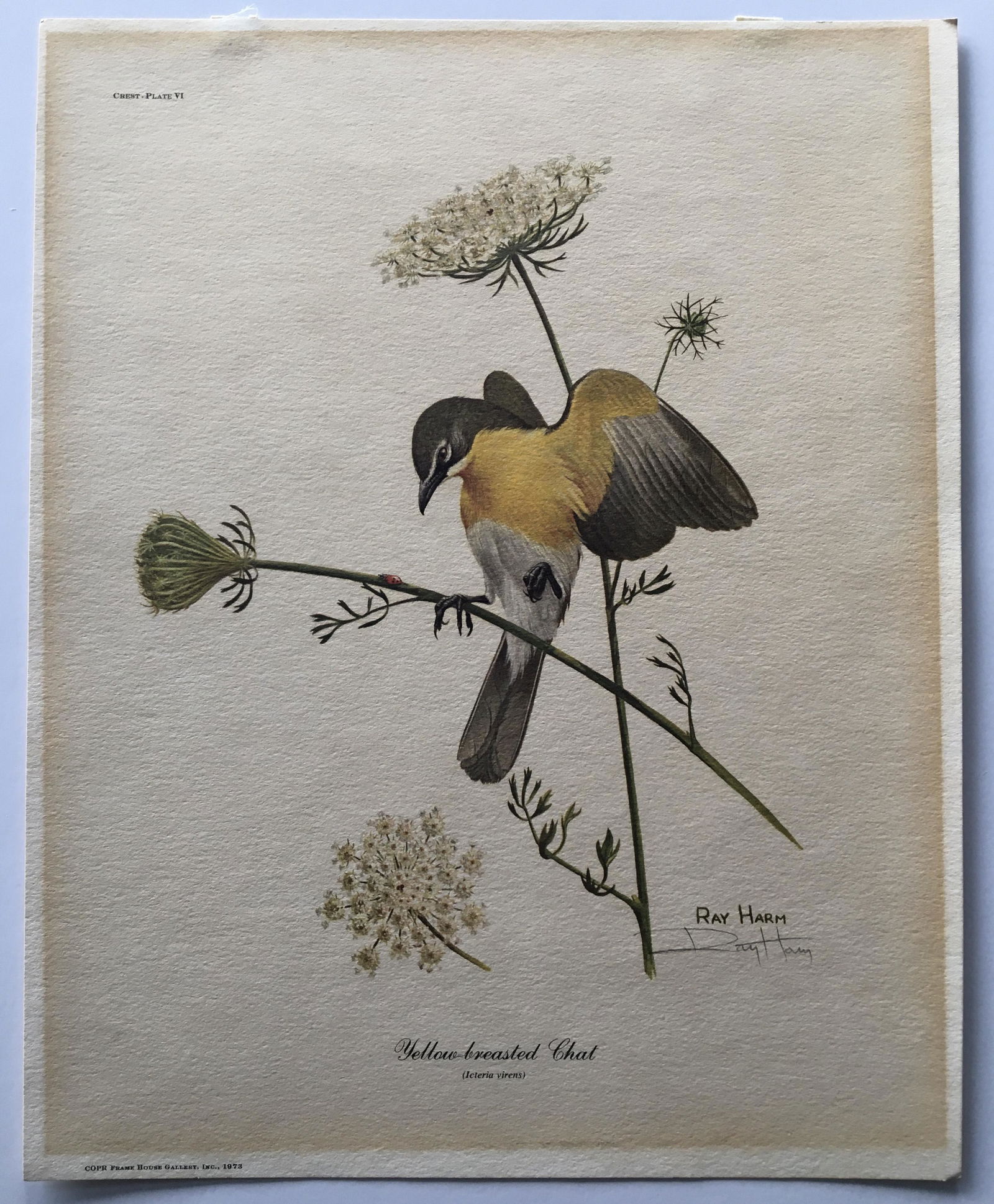 RAY HARM HAND SIGNED PRINT BIRD YELLOW BREASTED CHAT (1 of 3)