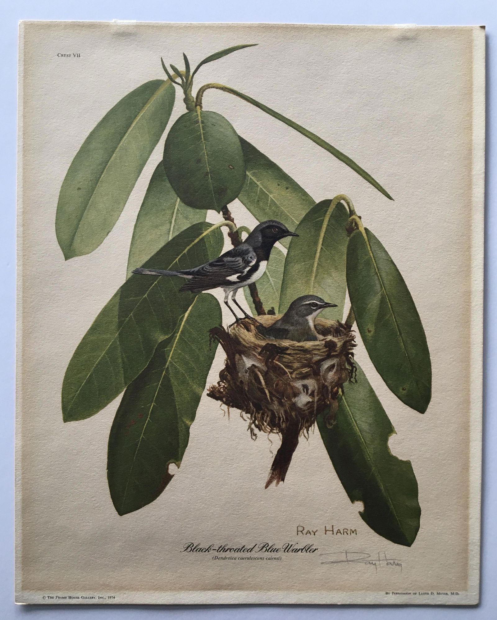 RAY HARM HAND SIGNED PRINT BLACK THROATED BLUE WARBLER (1 of 3)