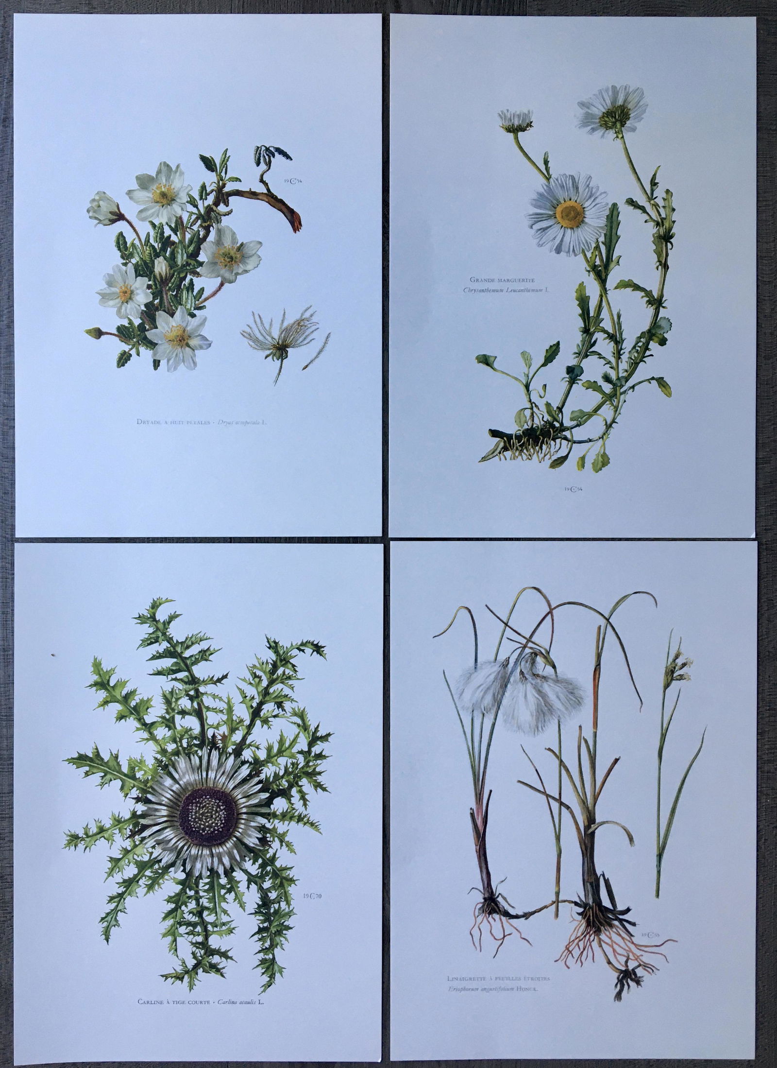 BOTANICAL PRINTS WHITE FLOWERS (1 of 5)