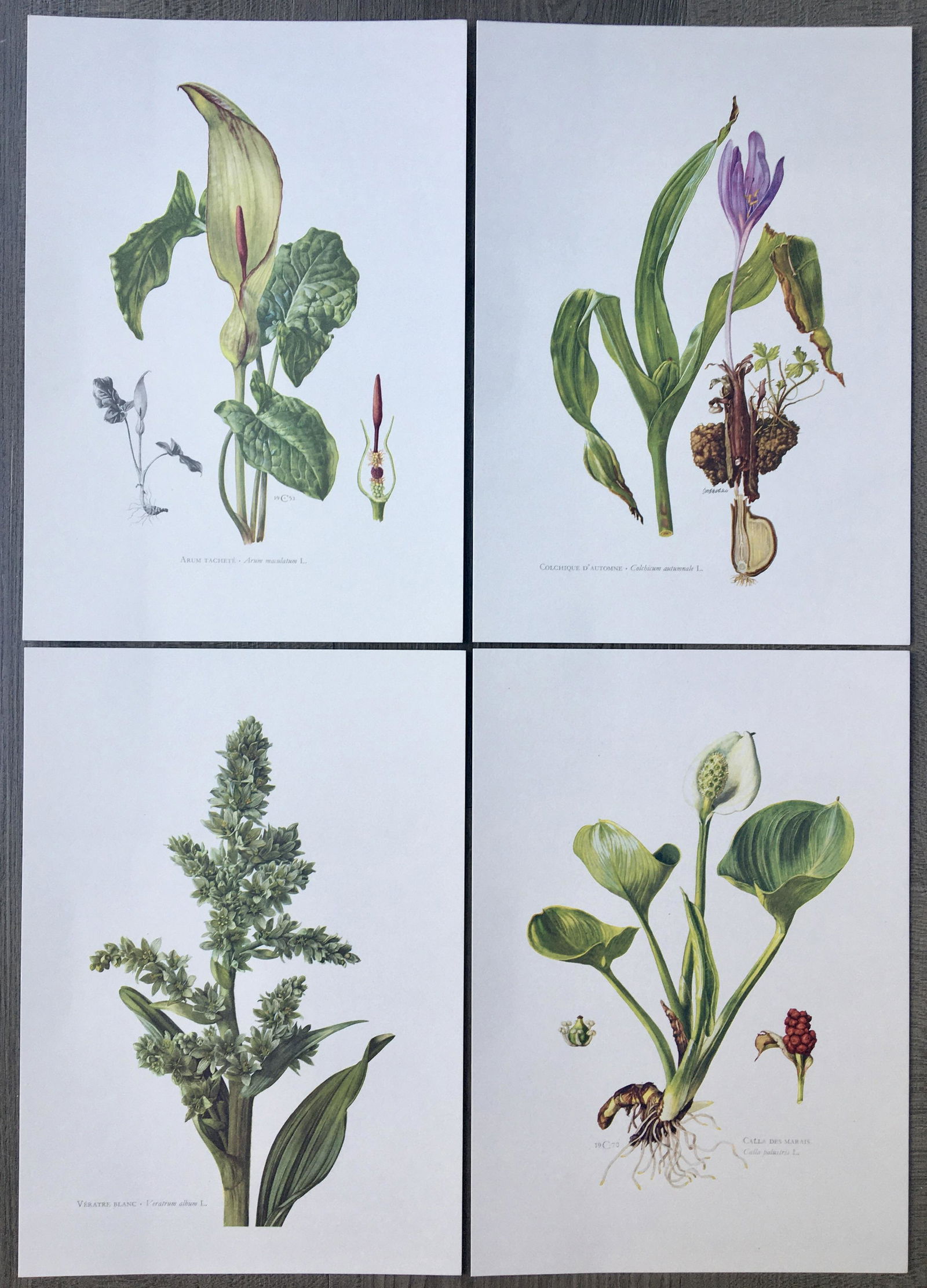 BOTANICAL PRINTS FLOWERS (1 of 5)