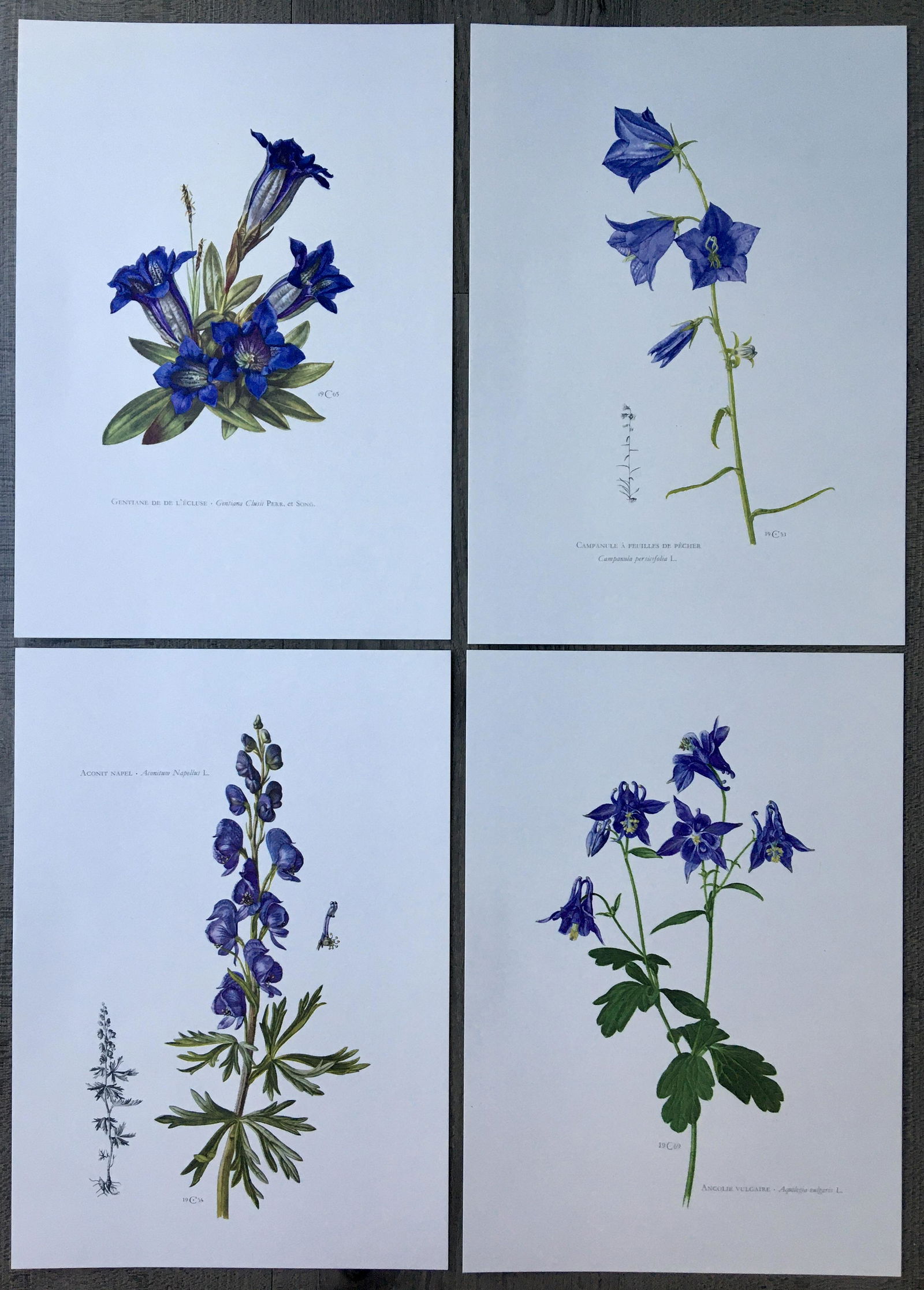 BOTANICAL PRINTS FLOWERS (1 of 5)