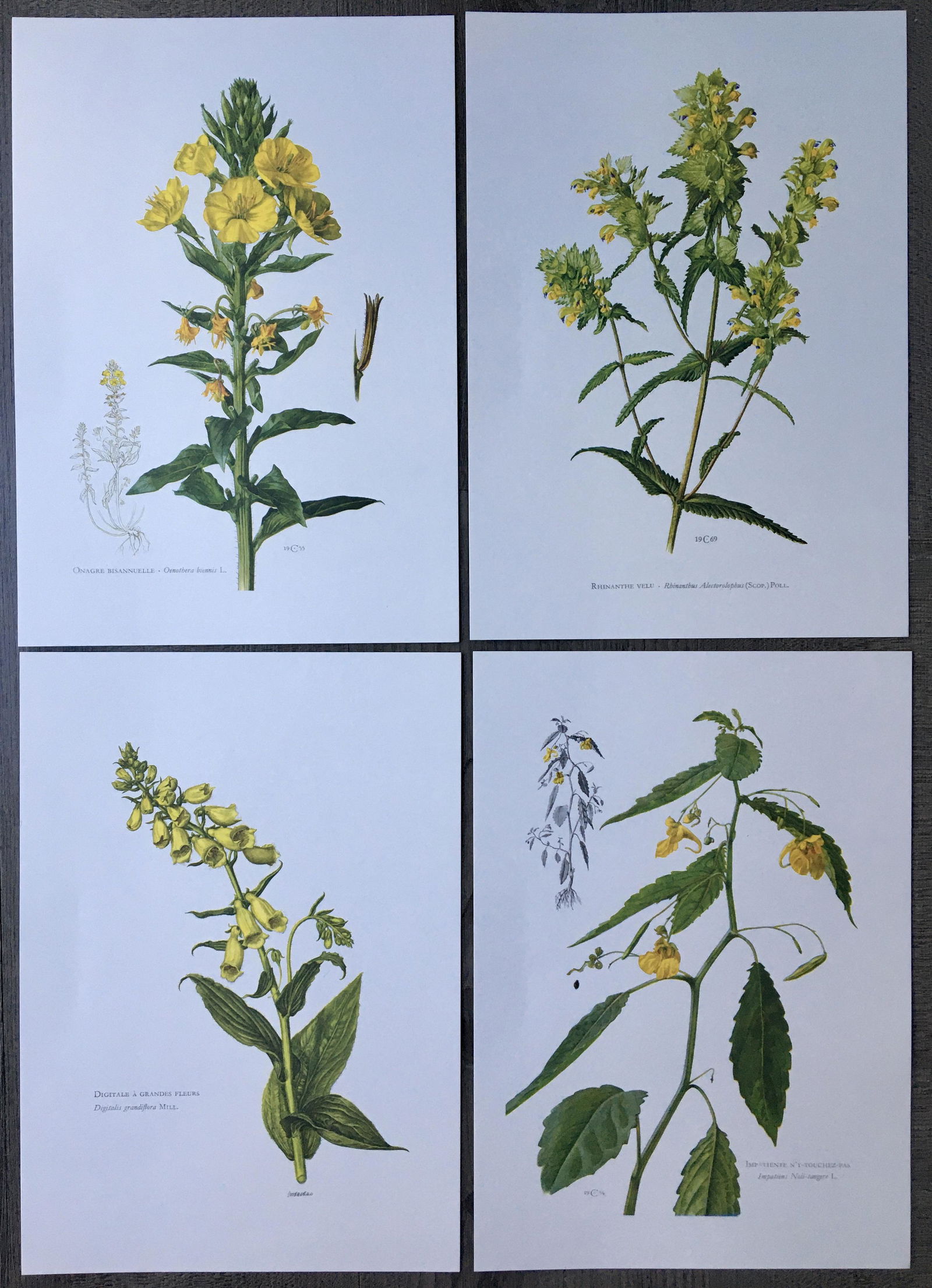 BOTANICAL PRINTS YELLOW FLOWERS (1 of 5)