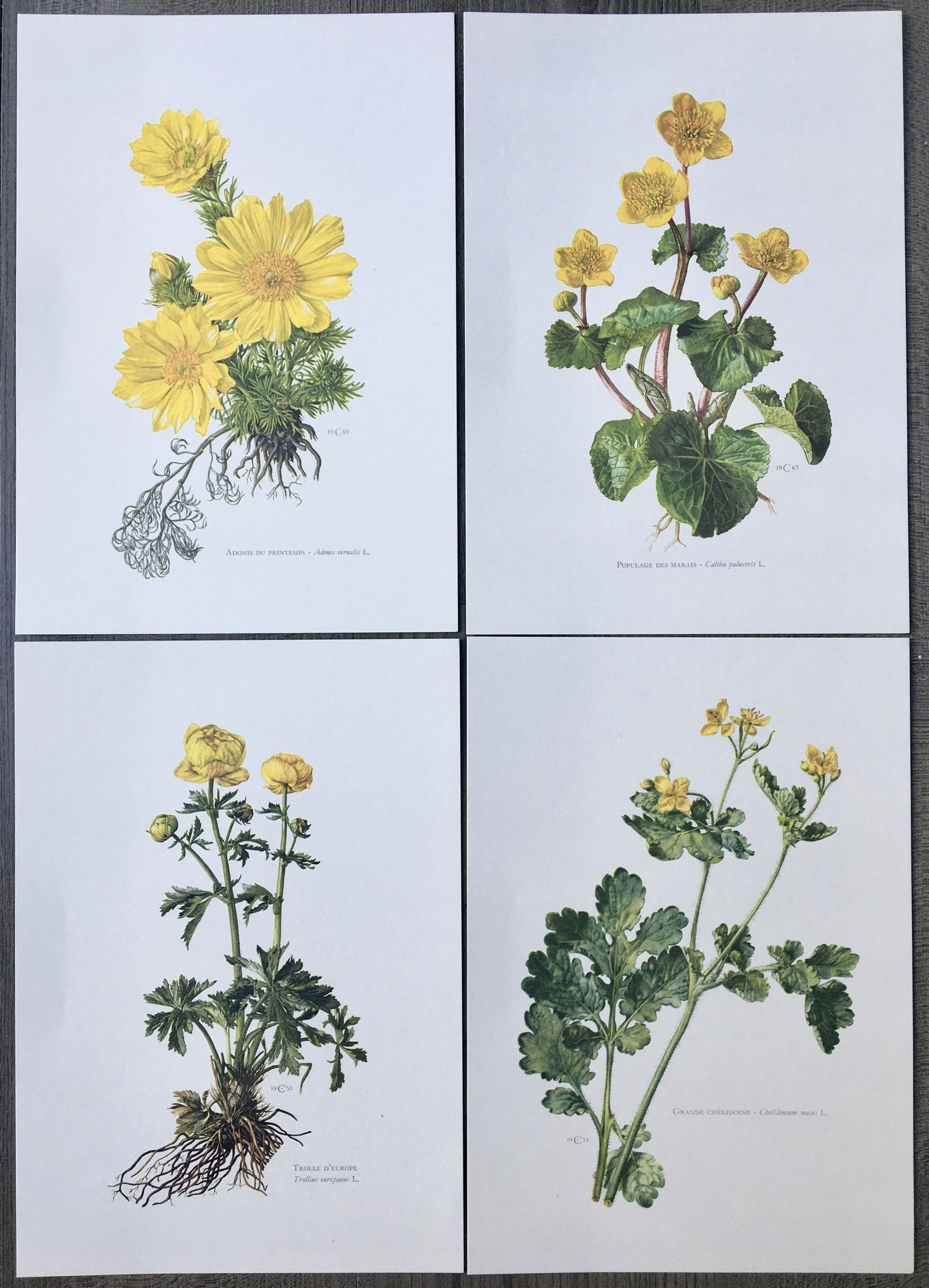 BOTANICAL PRINTS YELLOW FLOWERS (1 of 5)