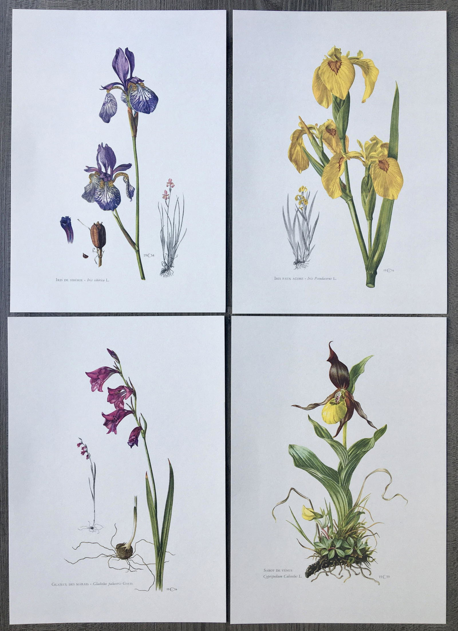 BOTANICAL PRINTS FLOWERS (1 of 5)