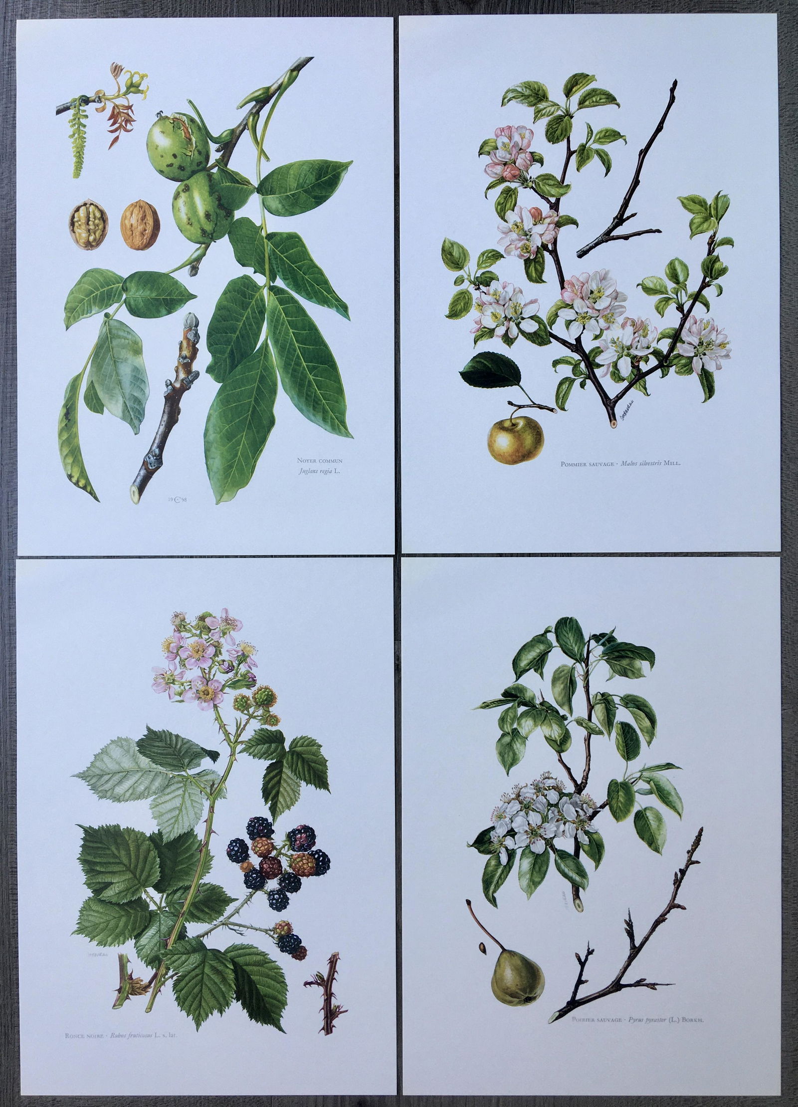 BOTANICAL PRINTS FLOWERS (1 of 5)