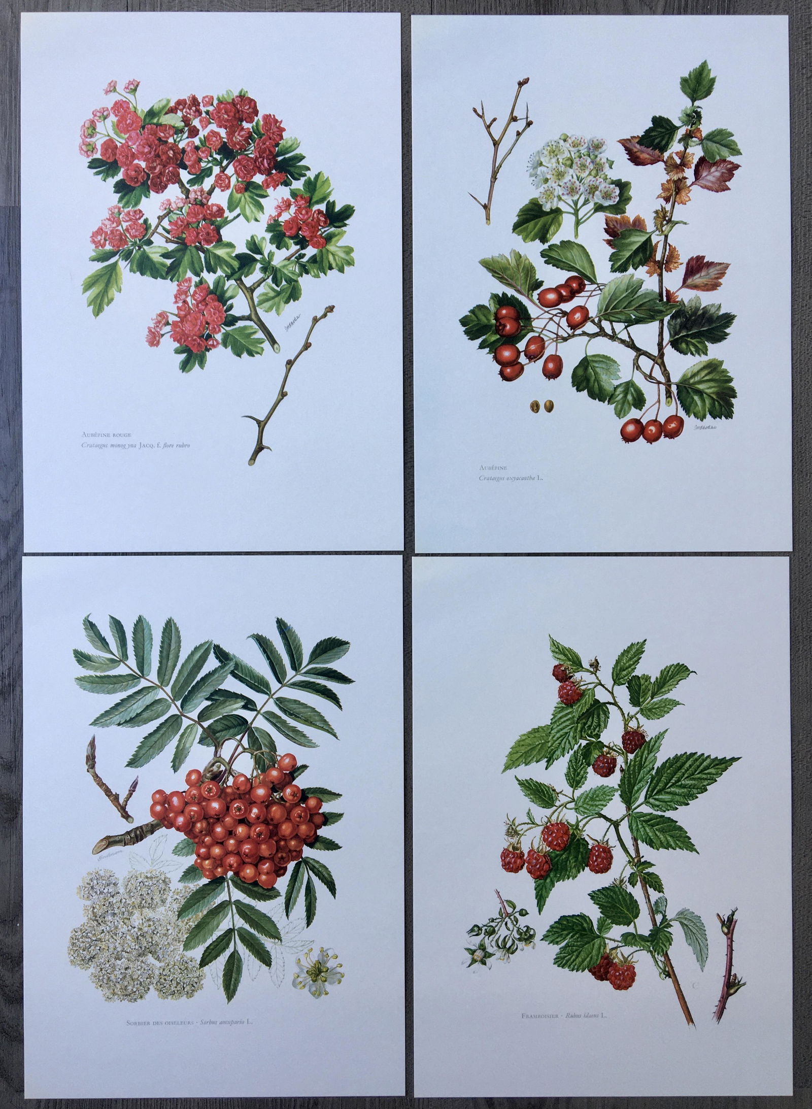 BOTANICAL PRINTS FLOWERS (1 of 5)