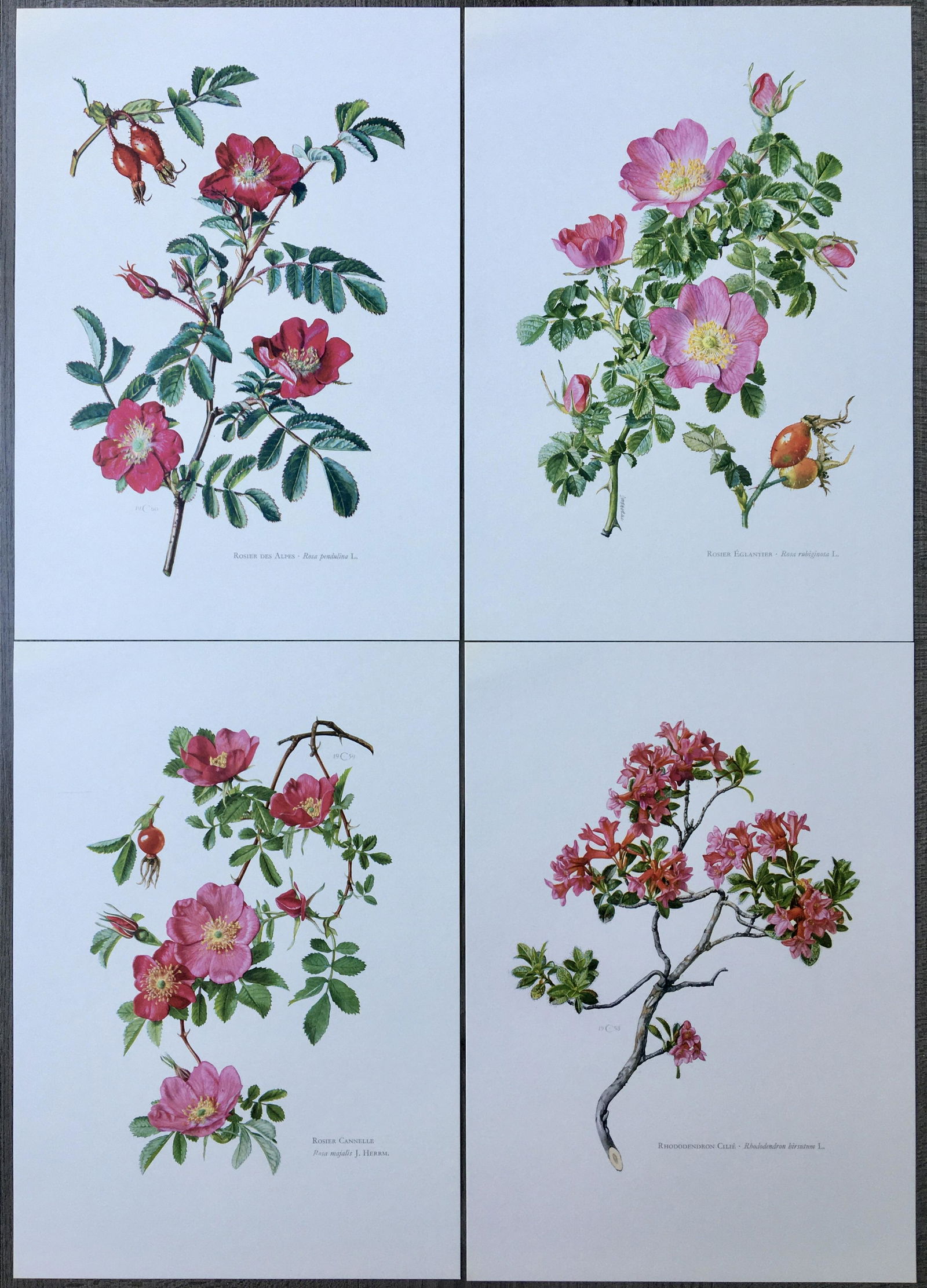 BOTANICAL PRINTS FLOWERS (1 of 5)