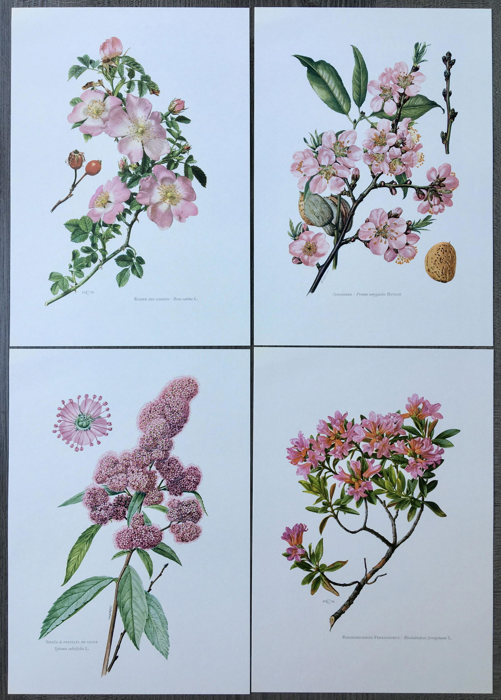 BOTANICAL PRINTS FLOWERS (1 of 5)