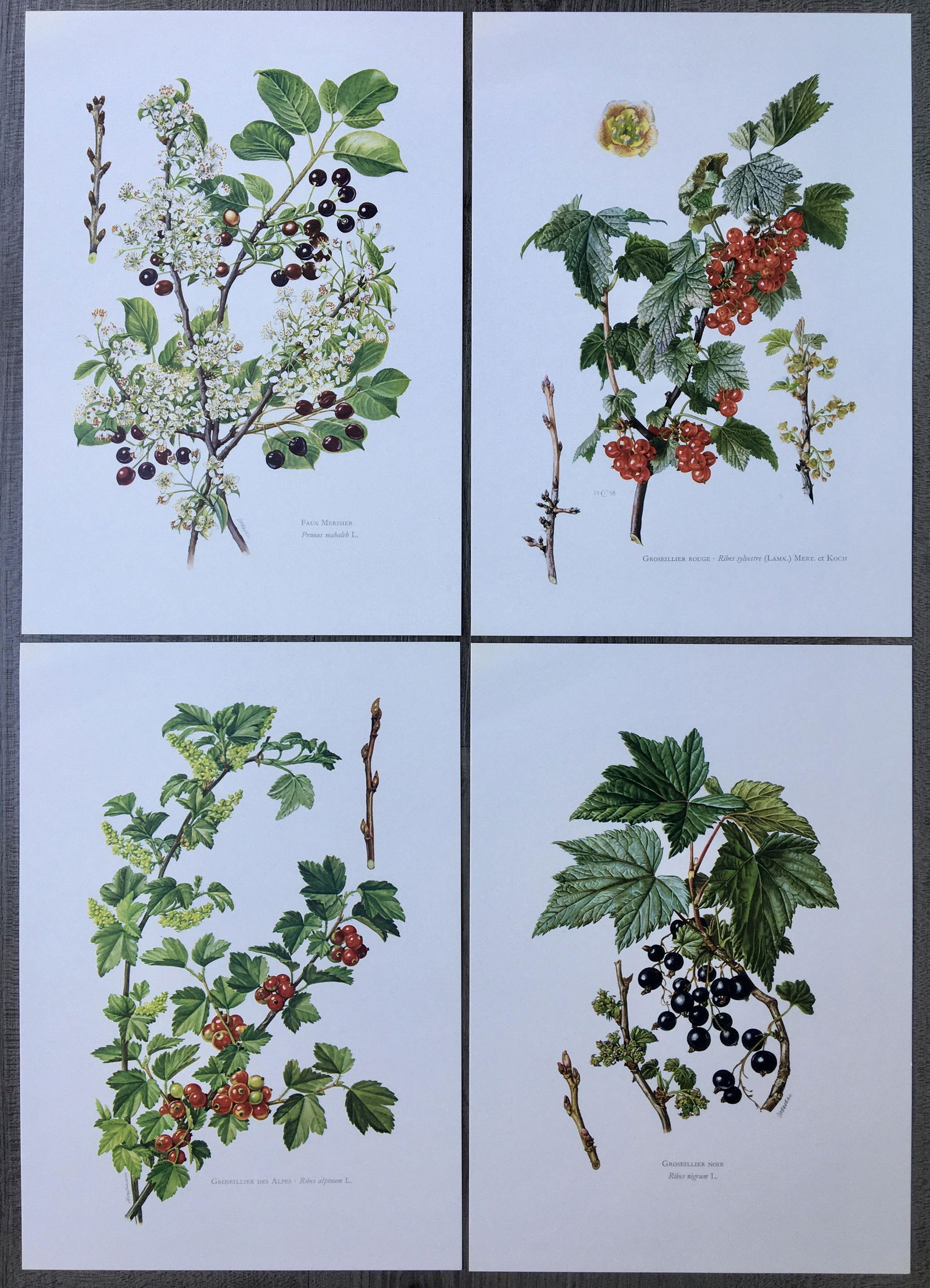 BOTANICAL PRINTS FLOWERS (1 of 5)