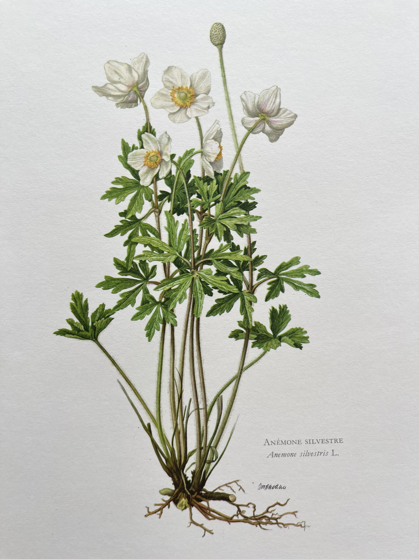 BOTANICAL PRINT ANEMONE SILVESTRE (1 of 2)