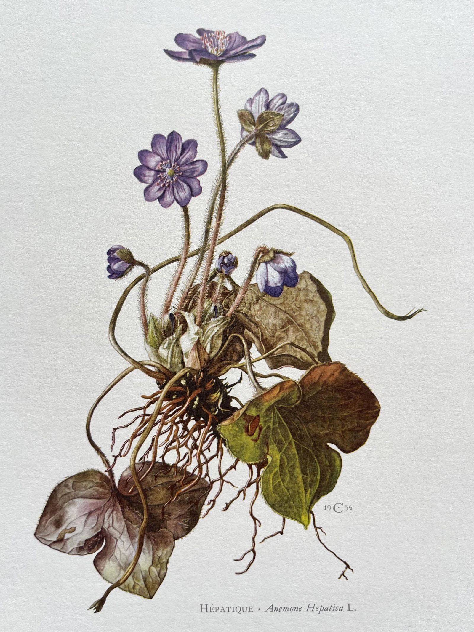 BOTANICAL PRINT FLOWERS ANEMONE HEPATICA (1 of 2)