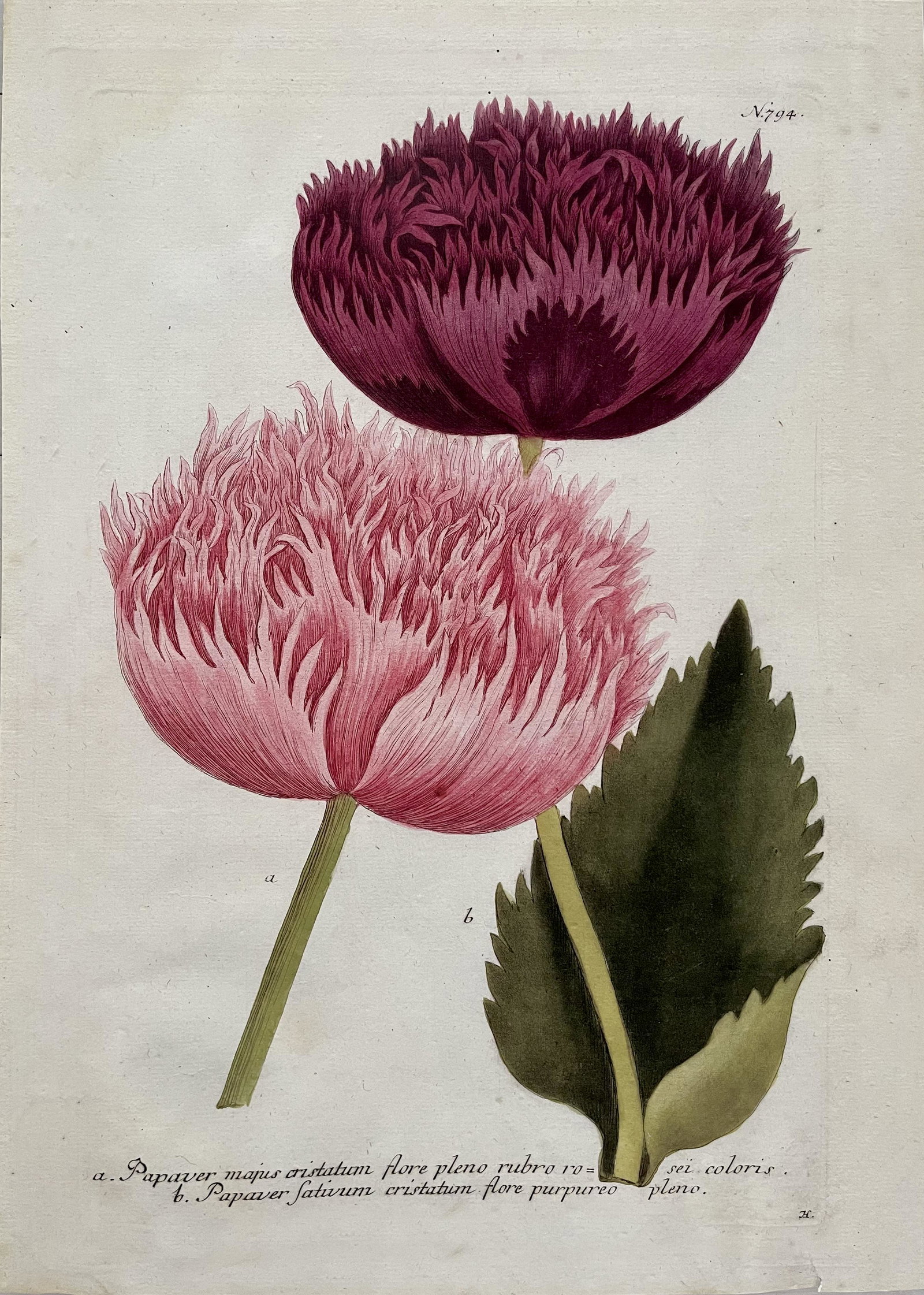 LARGE JOHANN WILHELM WEINMANN PAPAVER CRISTATUM BOTANICAL PRINT: LARGE JOHANN WILHELM WEINMANN PAPAVER CRISTATUM FLORE PLENO RUBRO VINTAGE PRINT. SIZE: 20 X 28 INCHES APPROX . PRINT IS UNFRAMED. SHIPS ROLLED IN A TUBE. SHIPPING IN THE U.S VIA USPS PRIORITY MAIL IS 