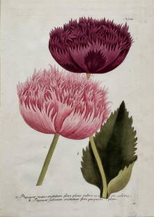 LARGE JOHANN WILHELM WEINMANN PAPAVER CRISTATUM BOTANICAL PRINT: LARGE JOHANN WILHELM WEINMANN PAPAVER CRISTATUM FLORE PLENO RUBRO VINTAGE PRINT. SIZE: 20 X 28 INCHES APPROX . PRINT IS UNFRAMED. SHIPS ROLLED IN A TUBE. SHIPPING IN THE U.S VIA USPS PRIORITY MAIL IS