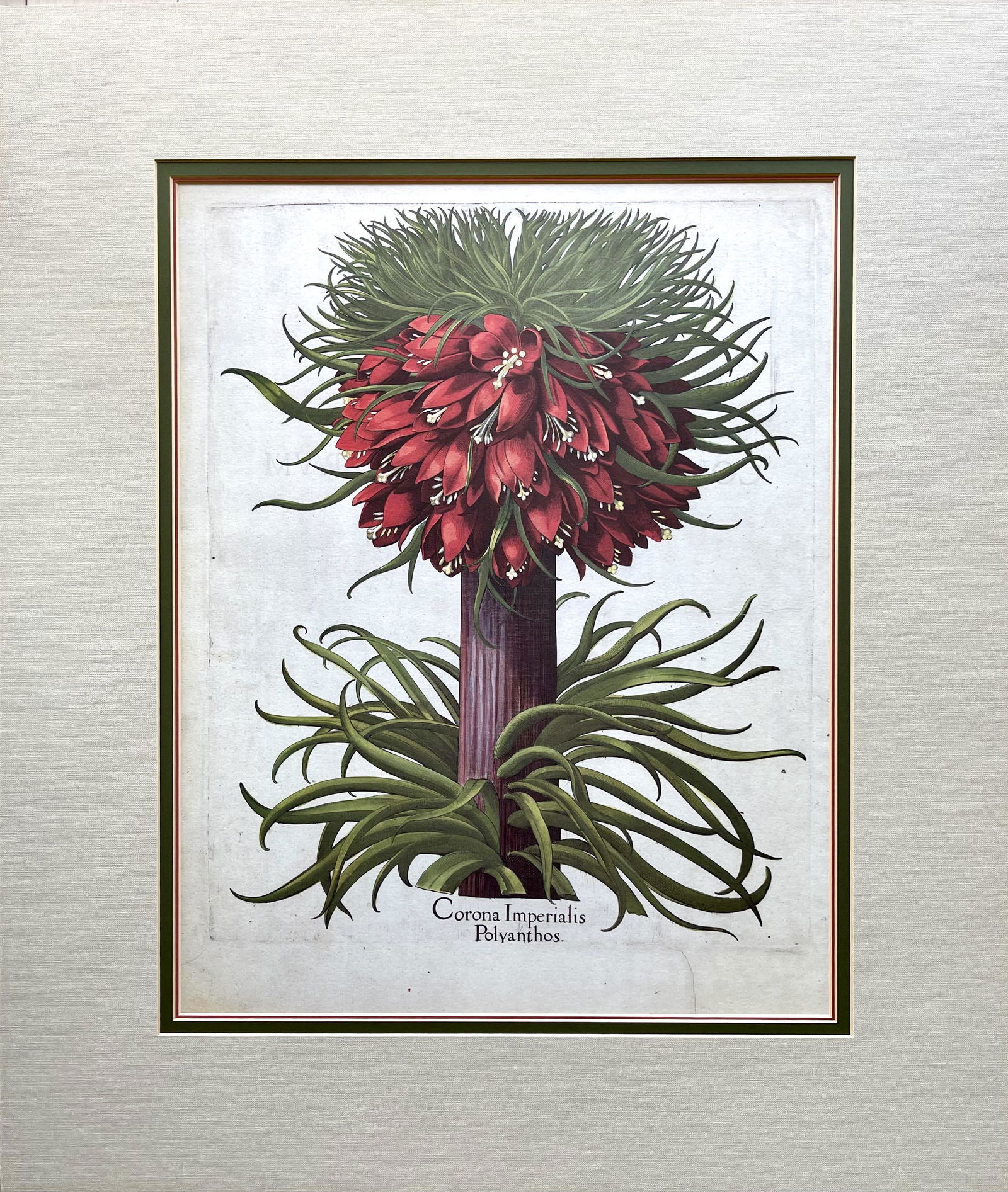 BASILIUS BESLER VINTAGE BOTANICAL PRINT CORONA IMPERIALIS POLYANTHOS (1 of 7)
