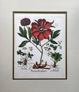 BASILIUS BESLER VINTAGE BOTANICAL PRINT PAEONIA MAS FLORE PURPUREO: GORGEOUS LARGE BASILIUS BESLER VINTAGE REPRODUCTION MATTED BOTANICAL PRINT. TOTAL MAT SIZE: 30 X 25.5 INCHES. MAT THICKNESS 4 INCHES. PRINT SIZE: 16.5 X 21 INCHES APPROX. FOAM BACK.