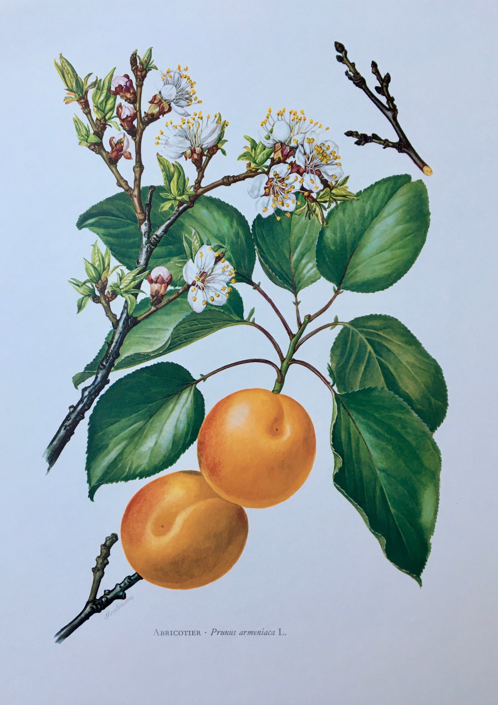 BOTANICAL PRINT: FRENCH TEXT IN VERSO. SIZE: 10.5 X 7.5 INCHES. UNFRAMED. PRINTED IN 1957. SHIPPING IN THE U.S VIA USPS PRIORITY MAIL $16. WE COMBINE SHIPPING.