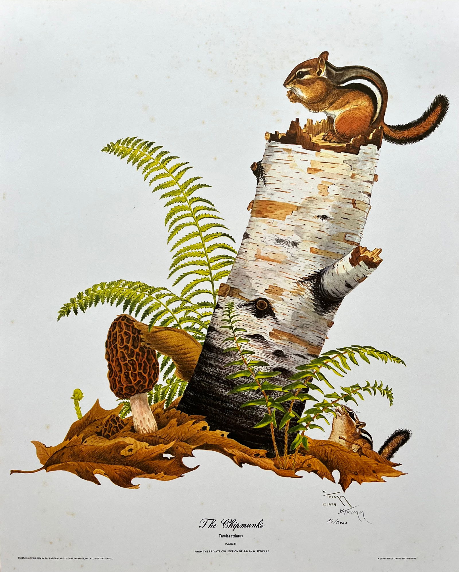 WAYNE TRIMM PENCIL SIGNED LITHOGRAPH THE CHIPMUNKS (1 of 5)