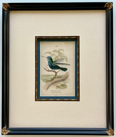 Original Antique Engraving Blue - Green Hummingbird Truchilus Cyaneus