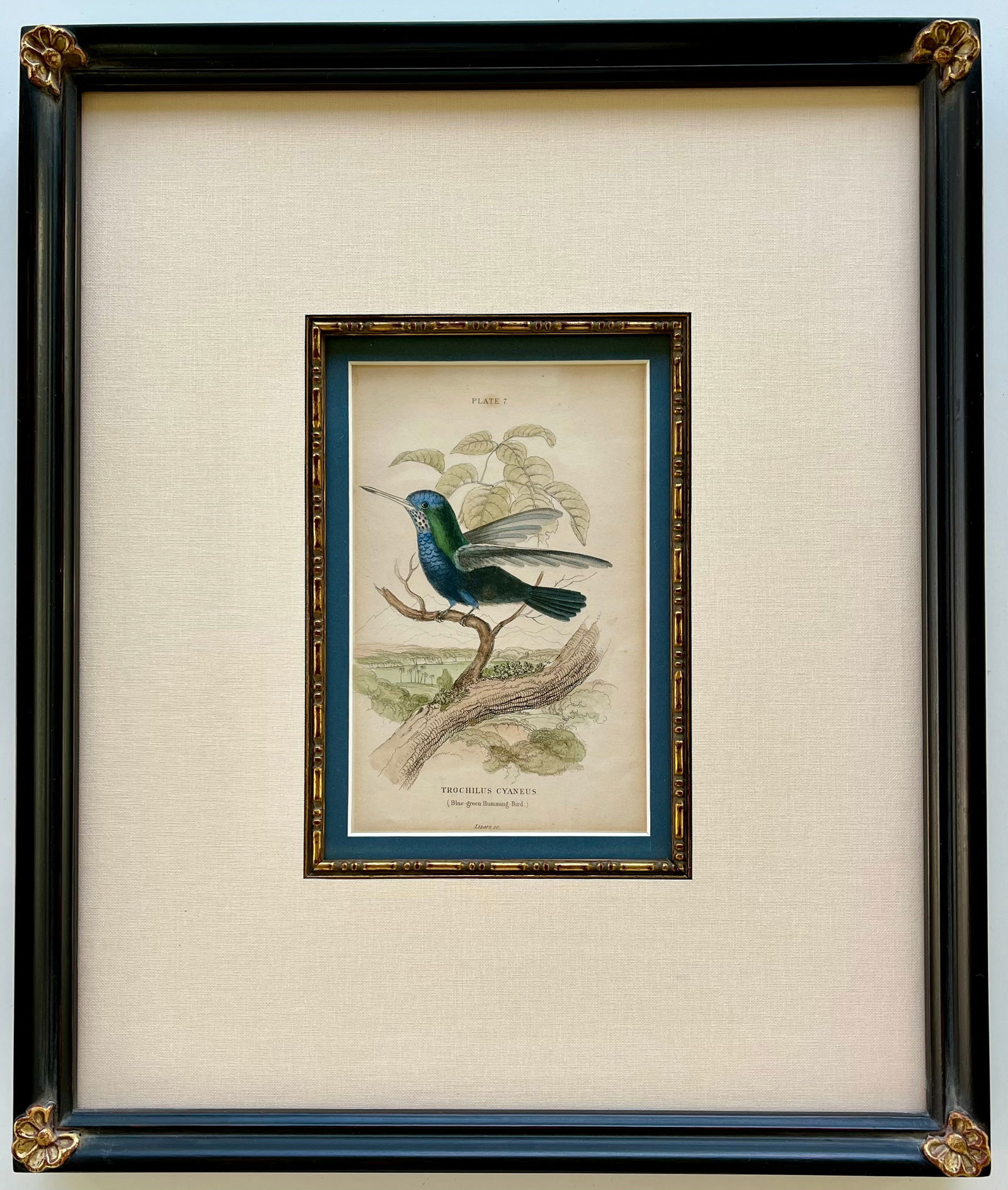 Original Antique Engraving Blue - Green Hummingbird Truchilus Cyaneus (1 of 5)