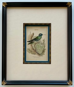 Original Antique Engraving White Eared Hummingbird Trochilus Leucotis Framed