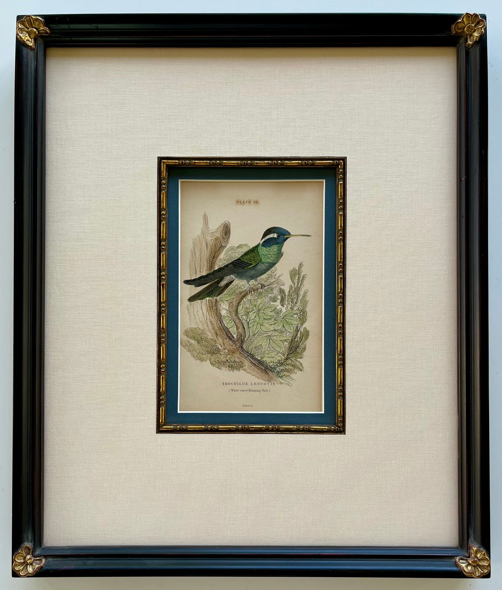 Original Antique Engraving White Eared Hummingbird Trochilus Leucotis Framed (1 of 4)