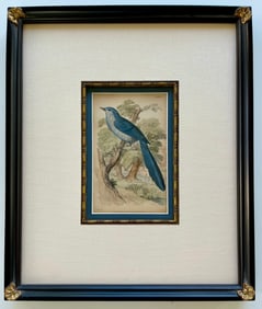 Original Antique Engraving Cerulean Or Long Tailed Flycatcher